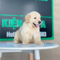 Golden Retriever - Màu Vàng Kem (MS 14)