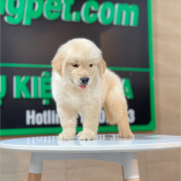 Golden Retriever - Màu Vàng Kem (MS 16)