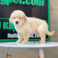 Golden Retriever - Màu Vàng Kem (MS 16)