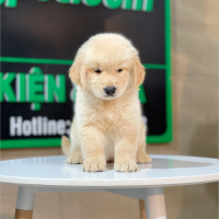 Golden Retriever - Màu Vàng Kem (MS 16)