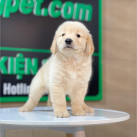Golden Retriever - Màu Vàng Kem (MS 16)