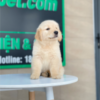 Golden Retriever - Màu Vàng Kem (MS 17)