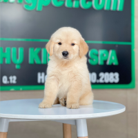Golden Retriever - Màu Vàng Kem (MS 17)