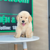 Golden Retriever - Màu Vàng Kem (MS 17)