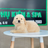 Golden Retriever - Màu Vàng Kem (MS 17)