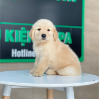 Golden Retriever - Màu Vàng Kem (MS 17)