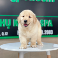 Golden Retriever - Màu Vàng Kem (MS 11)