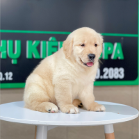 Golden Retriever - Màu Vàng Kem (MS 11)