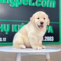 Golden Retriever - Màu Vàng Kem (MS 11)
