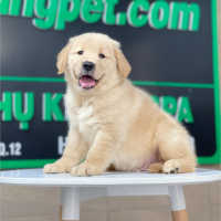 Golden Retriever - Màu Vàng Kem (MS 13)