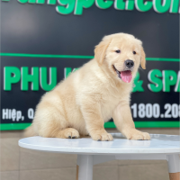 Golden Retriever - Màu Vàng Kem (MS 13)