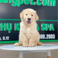 Golden Retriever - Màu Vàng Kem (MS 13)