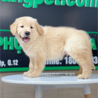 Golden Retriever - Màu Vàng Kem (MS 13)
