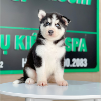Husky Siberian - Màu Đen Trắng (MS 07)