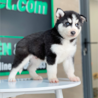 Husky Siberian - Màu Đen Trắng (MS 07)