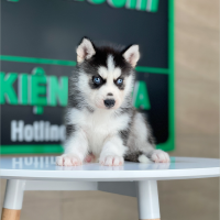 Husky Siberian - Màu Đen Trắng (MS 09)