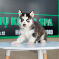 Husky Siberian - Màu Đen Trắng (MS 09)