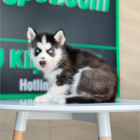 Husky Siberian - Màu Đen Trắng (MS 09)