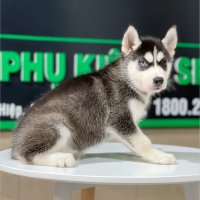 Husky Siberian - Màu Đen Trắng (MS 10)