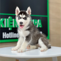 Husky Siberian - Màu Đen Trắng (MS 10)