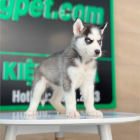 Husky Siberian - Màu Đen Trắng (MS 11)