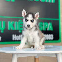 Husky Siberian - Màu Đen Trắng (MS 11)