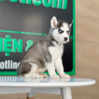 Husky Siberian - Màu Đen Trắng (MS 11)