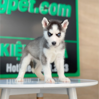 Husky Siberian - Màu Đen Trắng (MS 11)