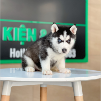 Husky Siberian - Màu Đen Trắng (MS 12)