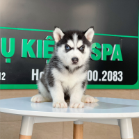 Husky Siberian - Màu Đen Trắng (MS 12)