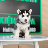 Husky Siberian - Màu Đen Trắng (MS 12)