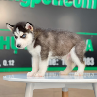 Husky Siberian - Màu Đen Trắng (MS 13)