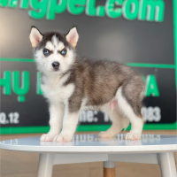 Husky Siberian - Màu Đen Trắng (MS 13)