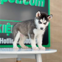 Husky Siberian - Màu Đen Trắng (MS 13)