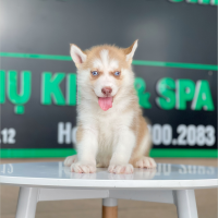 Husky Siberian - Màu Nâu Đỏ (MS 02)