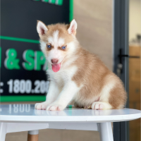Husky Siberian - Màu Nâu Đỏ (MS 02)