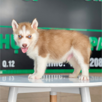 Husky Siberian - Màu Nâu Đỏ (MS 02)