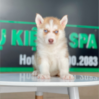 Husky Siberian - Màu Nâu Đỏ (MS 02)