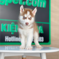 Husky Siberian - Màu Nâu Đỏ (MS 03)