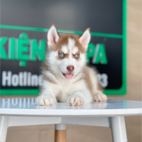 Husky Siberian - Màu Nâu Đỏ (MS 03)