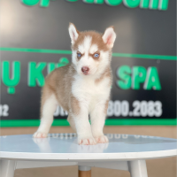 Husky Siberian - Màu Nâu Đỏ (MS 04)