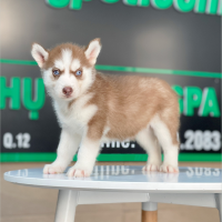 Husky Siberian - Màu Nâu Đỏ (MS 04)