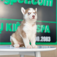 Husky Siberian - Màu Nâu Đỏ (MS 04)