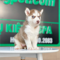 Husky Siberian - Màu Nâu Đỏ (MS 04)
