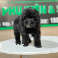 Poodle Toy - Màu Đen (MS 02)