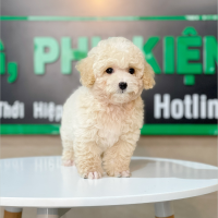 Poodle Toy - Màu Kem (MS 01)