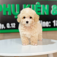 Poodle Toy - Màu Kem (MS 01)