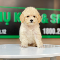 Poodle Toy - Màu Kem (MS 03)