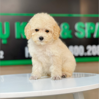 Poodle Toy - Màu Kem (MS 03)