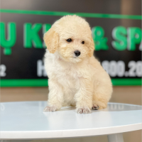 Poodle Toy - Màu Kem (MS 03)